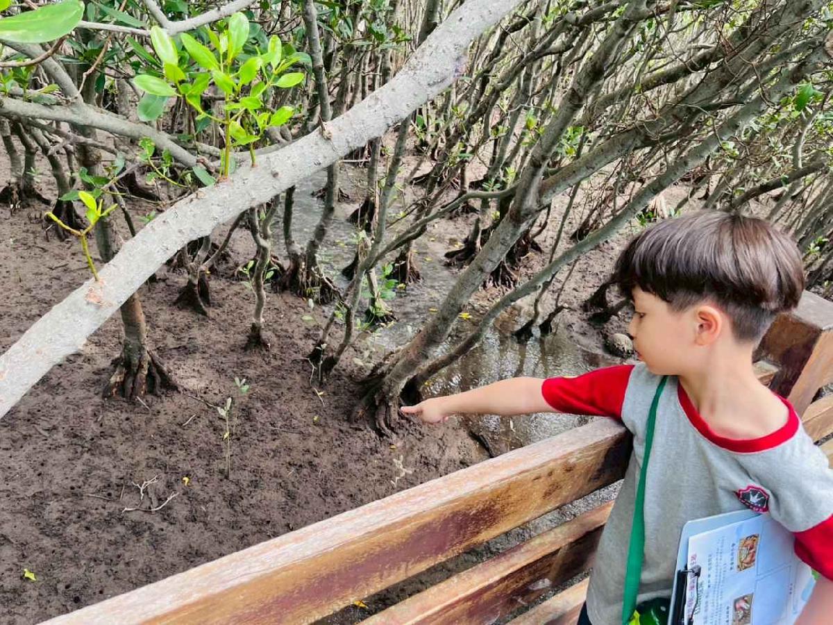 line_album_紅樹林生態教學_251015_187 line_album_紅樹林生態教學_251015_187