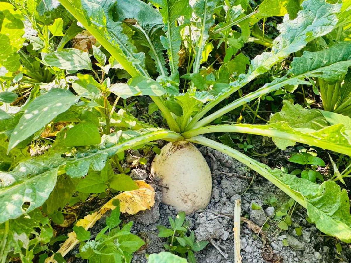 line_album_永哥農莊_260109_297