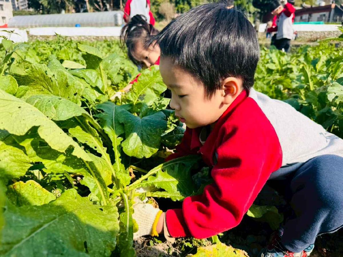 ★冬日採收「拔呀~拔呀~拔蘿蔔」