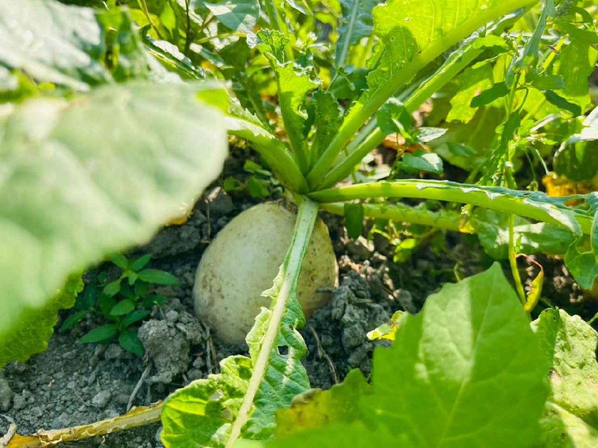 line_album_永哥農莊_260109_24