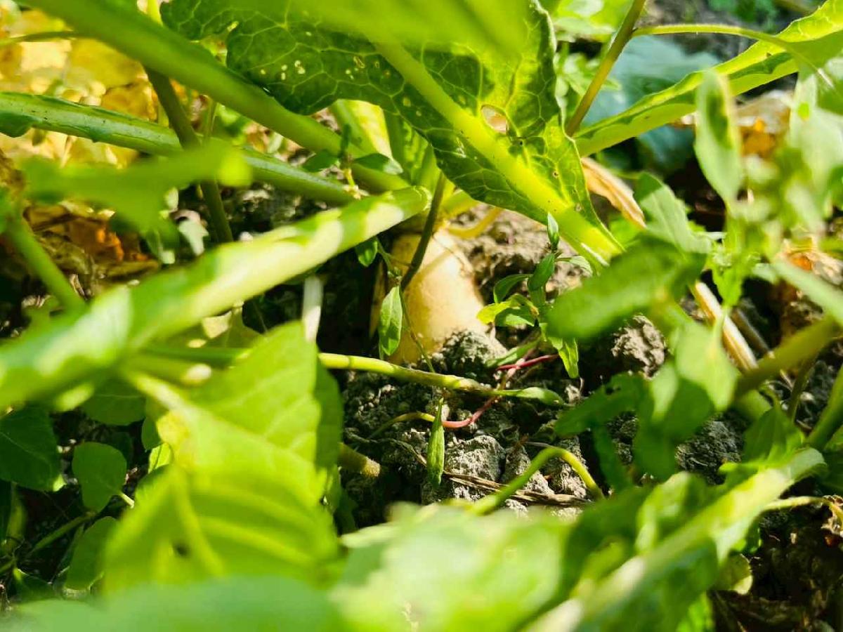 line_album_永哥農莊_260109_25