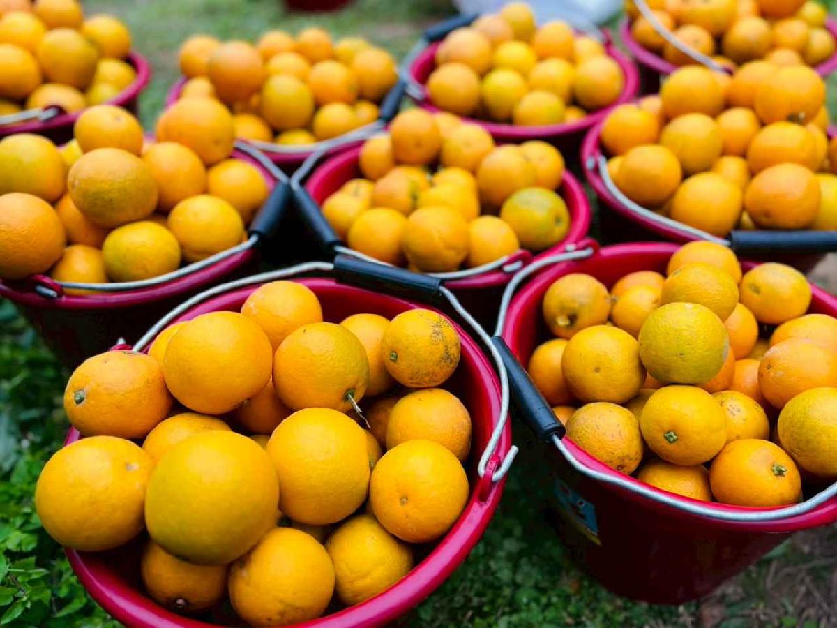 line_album_1150112蔡老師果園_260112_108