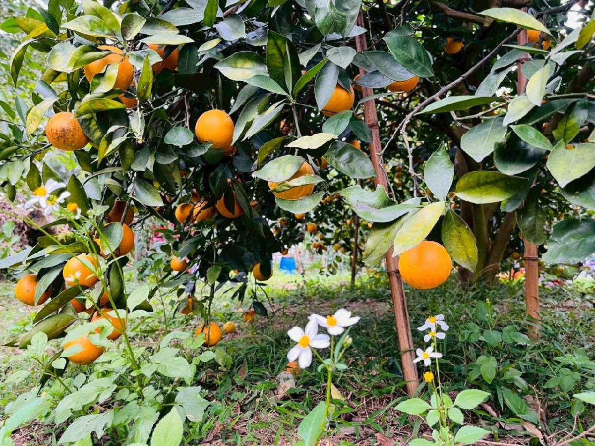 line_album_1150112蔡老師果園_260112_107