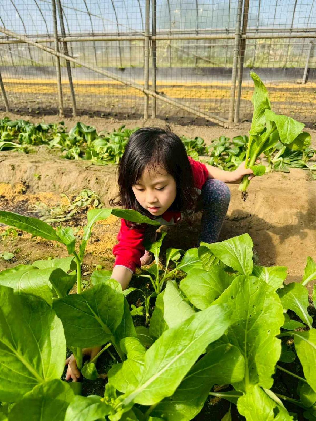 line_album_1150119頤禾園農田體驗_260119_651