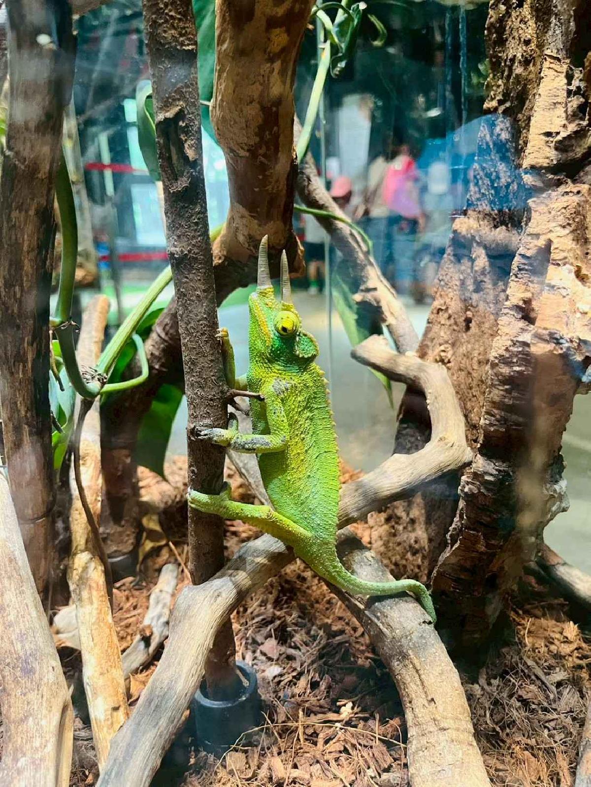 line_album_昆蟲館探險趣_260522_355
