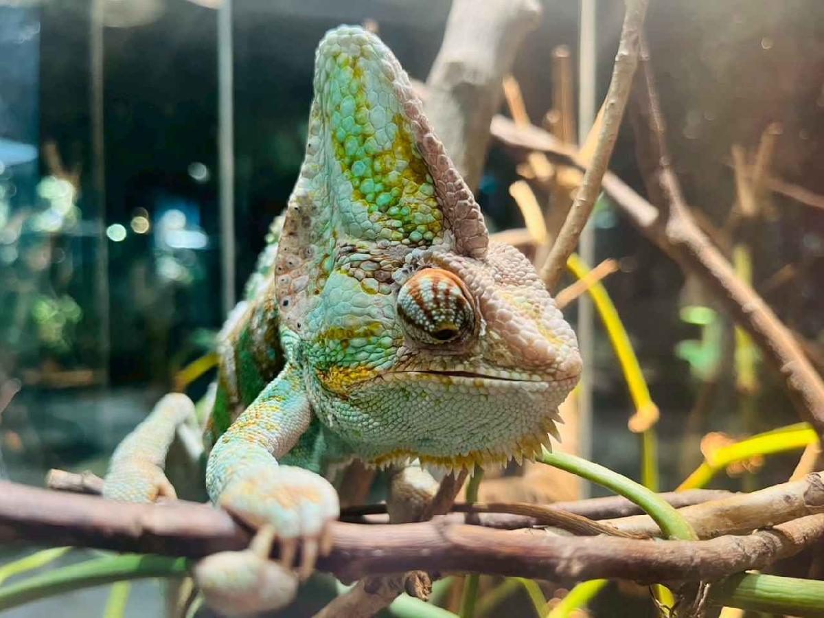 line_album_昆蟲館探險趣_260522_252