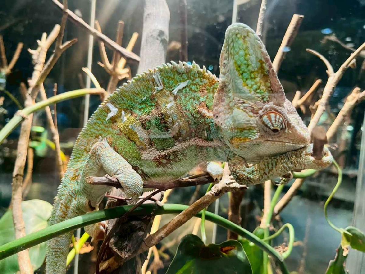 line_album_昆蟲館探險趣_260522_255