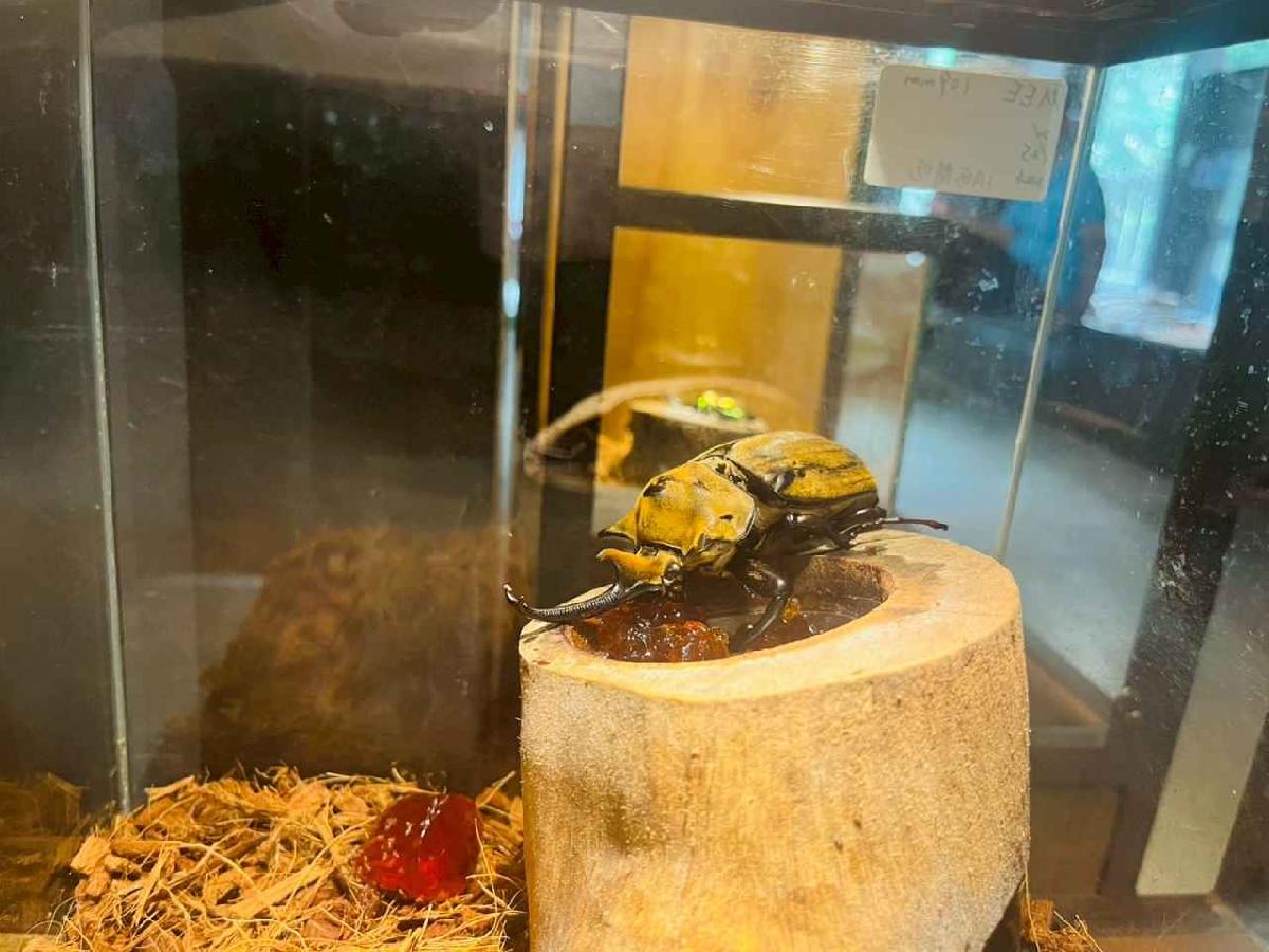 line_album_昆蟲館探險趣_260522_256